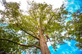 Best Stump Grinding and Removal  in Loudonville, OH