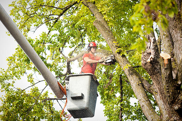 Best Tree Trimming and Pruning  in Loudonville, OH